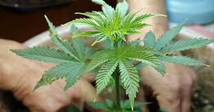 Discover High-Quality Hemp Plants for Sale A Guide for Farmers and Enthusiasts Discover High-Quality Hemp Plants for Sale A Guide for Farmers and Enthusiasts